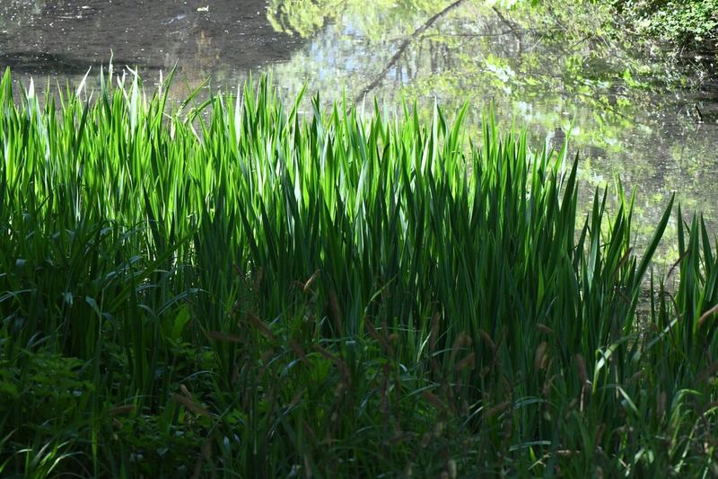 Sweet Flag is a semi-aquatic perennial with sword-shaped, aromatic leaves that form dense clumps along pond margins and boggy areas