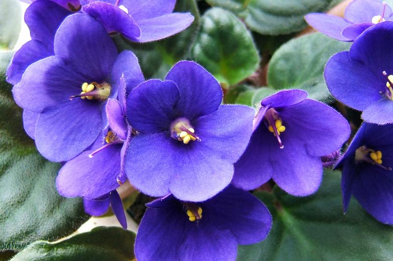 African Violets are compact, evergreen perennials native to the tropical forests of East Africa, prized for their velvety leaves and profuse clusters
