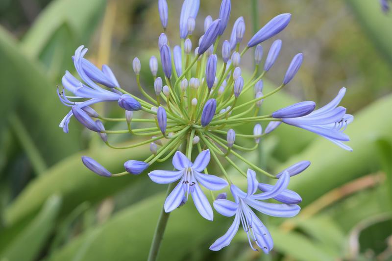 Agapanthus is a striking South African perennial renowned for its spherical clusters of trumpet-shaped flowers in shades of blue, purple, or white