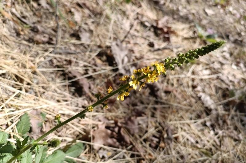 Agrimony is a hardy perennial herb native to the British Isles, characterised by tall spikes of small yellow flowers and pinnate leaves with a