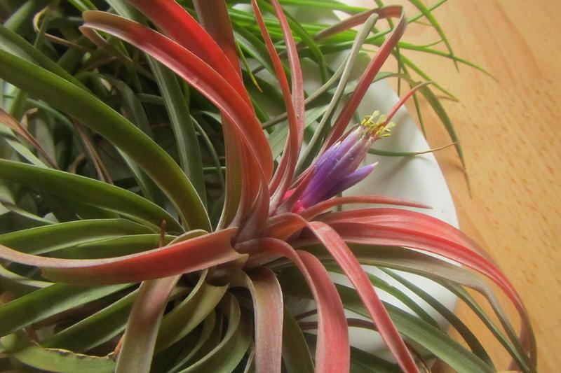 Air Plant (Tillandsia): These architectural plants absorb water and nutrients through their silvery leaves, making them ideal for creative displays
