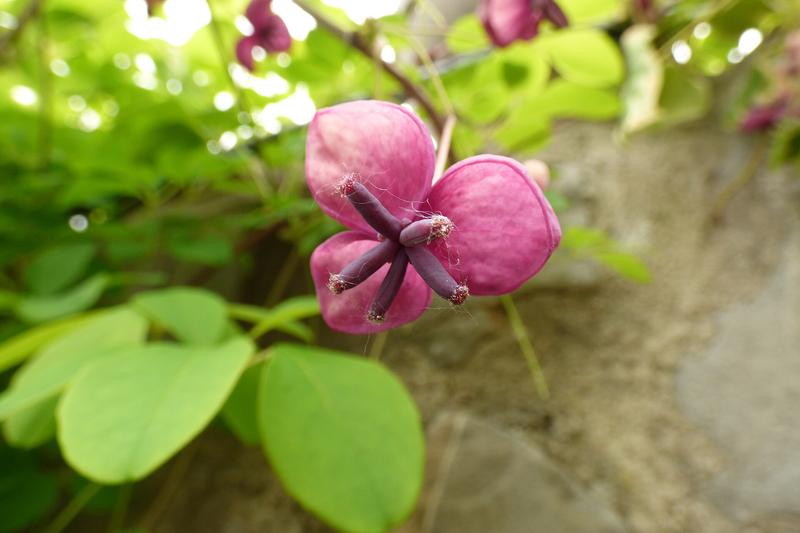 Akebia quinata is a vigorous, semi-evergreen climber native to Japan, China and Korea, prized for its unusual chocolate-scented purple flowers in