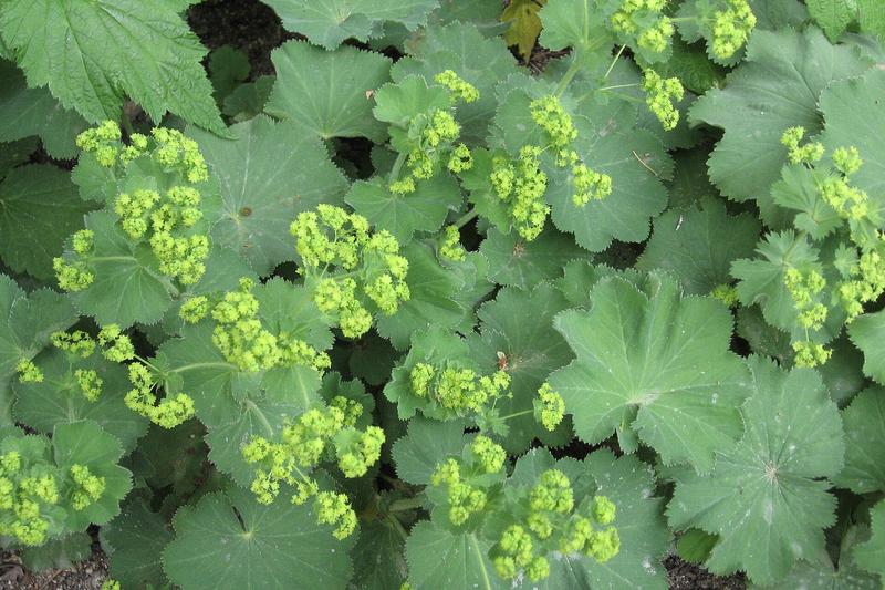 Alchemilla mollis is a charming herbaceous perennial prized for its soft, pleated leaves that catch dewdrops like jewels and frothy lime-green