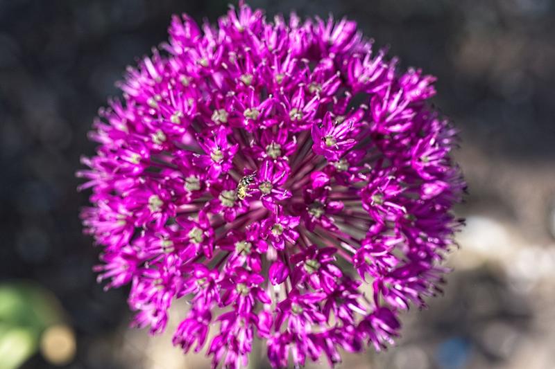 Allium hollandicum is a striking ornamental bulb native to Central Asia, prized for its spherical purple flower heads that appear in late spring