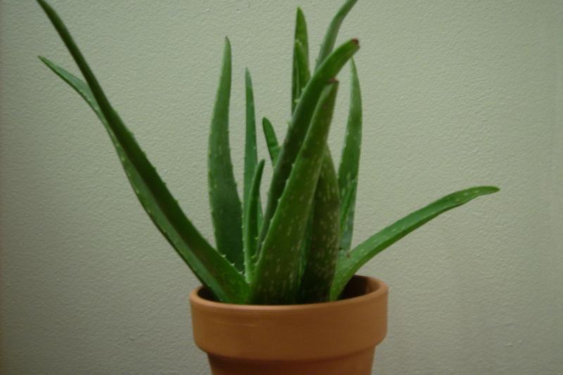 Aloe Vera is a succulent houseplant prized for its fleshy, lance-shaped leaves filled with soothing gel