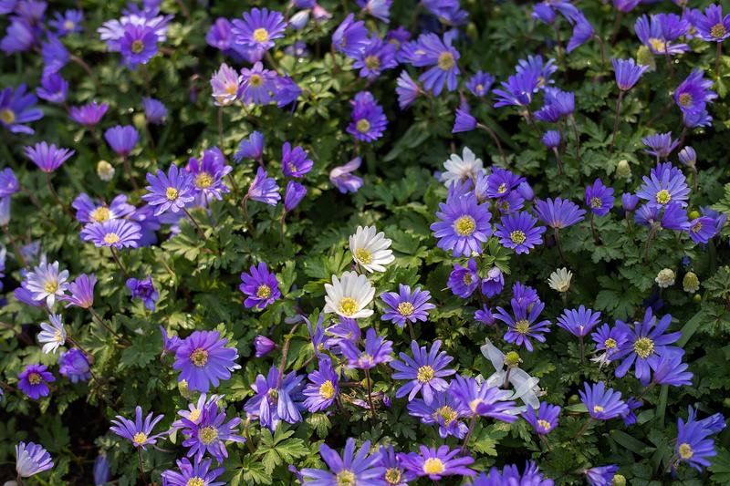 Anemone blanda is a delightful spring-flowering bulb native to southeastern Europe, producing daisy-like flowers in shades of blue, pink, and white
