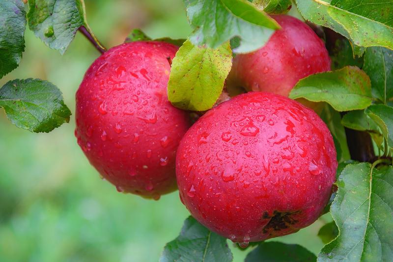 Apple (Malus domestica): These deciduous trees offer spring blossom, summer shade, and autumn harvests, making them a cornerstone of the traditional