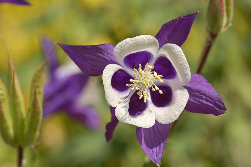 Aquilegia (Aquilegia vulgaris): Its distinctive nodding flowers with spurred petals appear in late spring to early summer in shades of blue, purple