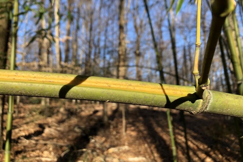 Golden Bamboo is a striking evergreen bamboo native to China, prized for its golden-yellow cane grooves and elegant arching habit