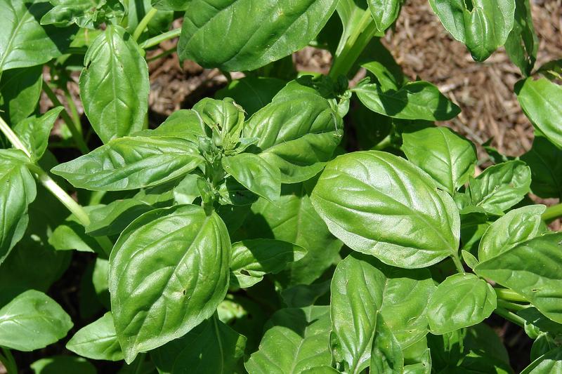 Basil (Ocimum basilicum): The plant produces bushy growth up to 60 cm tall, with glossy leaves and small white or purple flower spikes