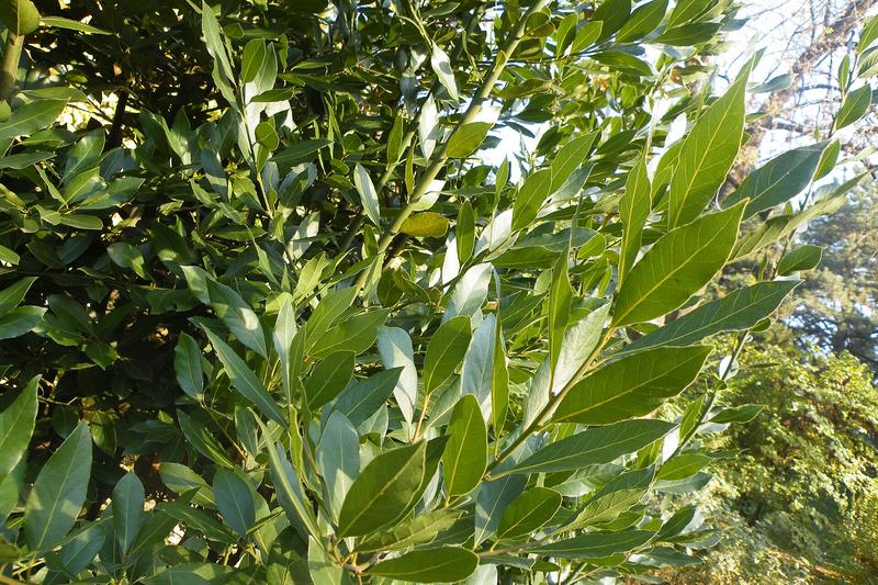 Bay is an evergreen shrub or small tree prized for its aromatic, glossy dark green leaves used in cooking