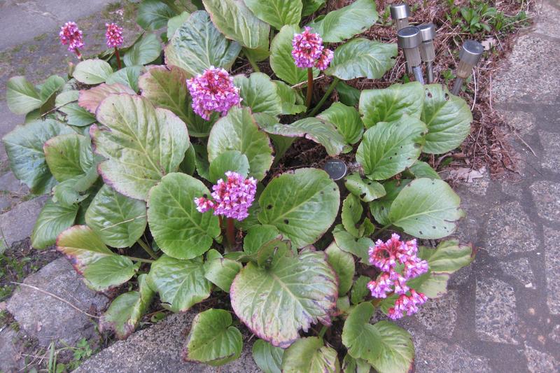 Bergenia is a robust evergreen perennial prized for its large, glossy, heart-shaped leaves and clusters of pink or white flowers that appear in early