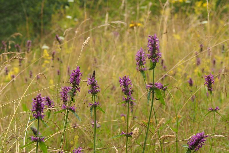 Betony is a charming British native perennial wildflower with distinctive spikes of magenta-pink flowers rising above rosettes of textured