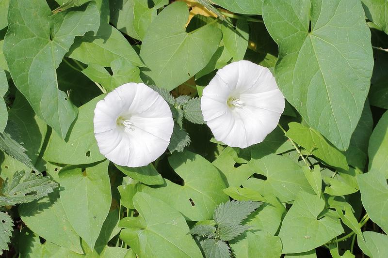 Bindweed (Calystegia sepium) growing in a natural setting