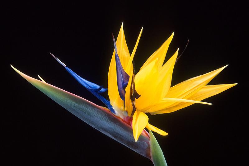 Bird of Paradise is a striking evergreen perennial native to South Africa, renowned for its dramatic orange and blue flowers that resemble a tropical