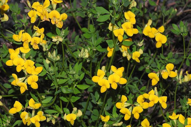 Bird's Foot Trefoil is a low-growing, spreading perennial wildflower native to the UK, producing clusters of bright yellow pea-like flowers from late