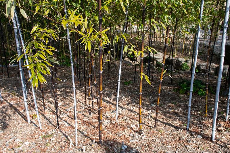 Black Bamboo (Phyllostachys nigra): The slender canes emerge green before gradually darkening to a lustrous jet black, contrasting beautifully with