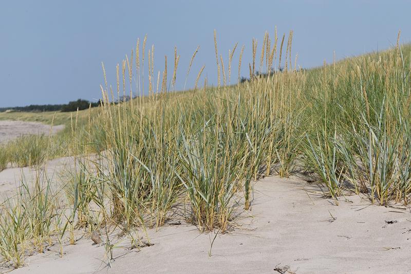 Blue Lyme Grass (Leymus arenarius): Its distinctive steel-blue foliage creates dramatic architectural interest in borders and gravel gardens, with