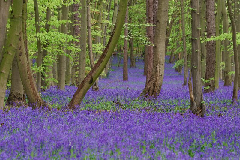 Bluebell (Hyacinthoides non-scripta): The native English bluebell is a beloved spring bulb producing nodding, violet-blue bell-shaped flowers on