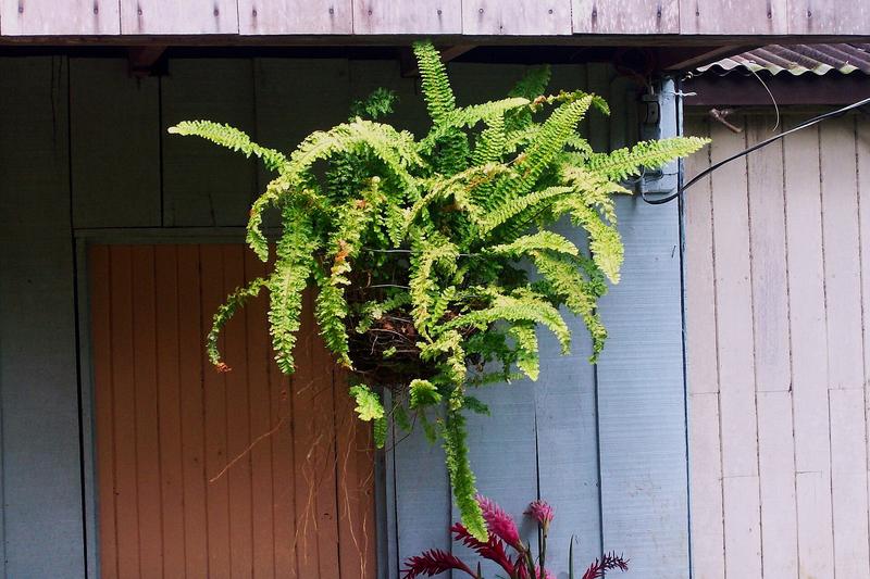 Boston Fern (Nephrolepis exaltata): Its feathery foliage brings a touch of the conservatory to any room, though it requires consistent care to