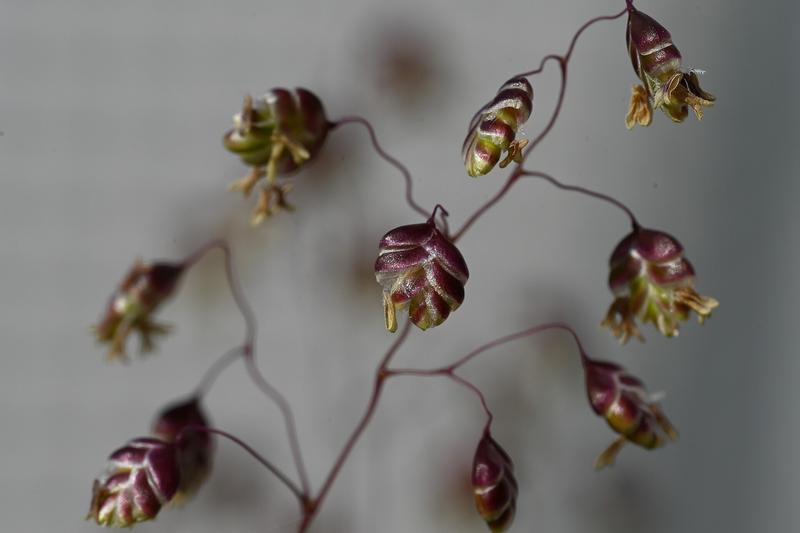 Quaking Grass is a delicate perennial grass native to British meadows and grasslands, prized for its distinctive heart-shaped flower heads that