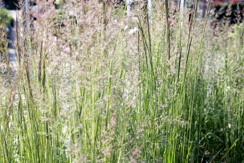 Feather Reed Grass is a striking ornamental grass forming upright clumps of narrow green foliage topped with feathery flower plumes from early summer