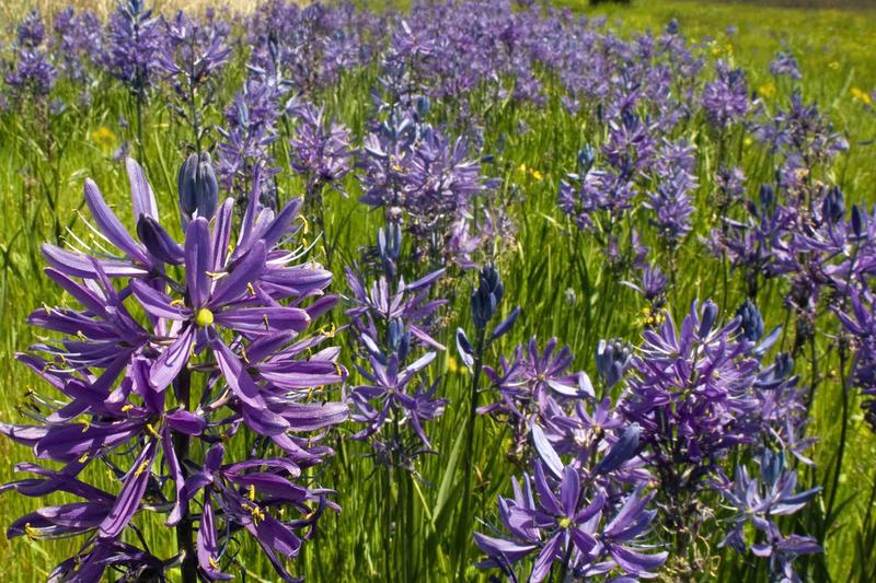 Camassia is a striking North American bulb producing tall spires of star-shaped flowers in shades of blue, violet, or white during late spring and