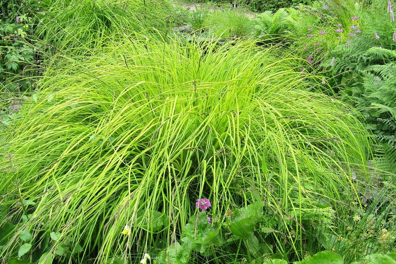 Carex elata 'Aurea', commonly known as Bowles' Golden Sedge, is a striking ornamental grass prized for its luminous golden-yellow foliage with fine