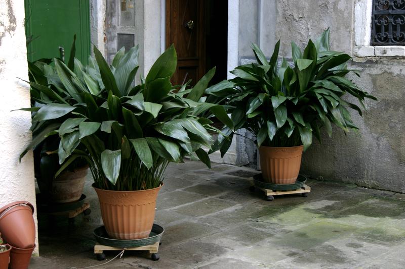 Cast Iron Plant (Aspidistra elatior): The Cast Iron Plant is a robust evergreen perennial native to Taiwan and southern Japan, prized for its