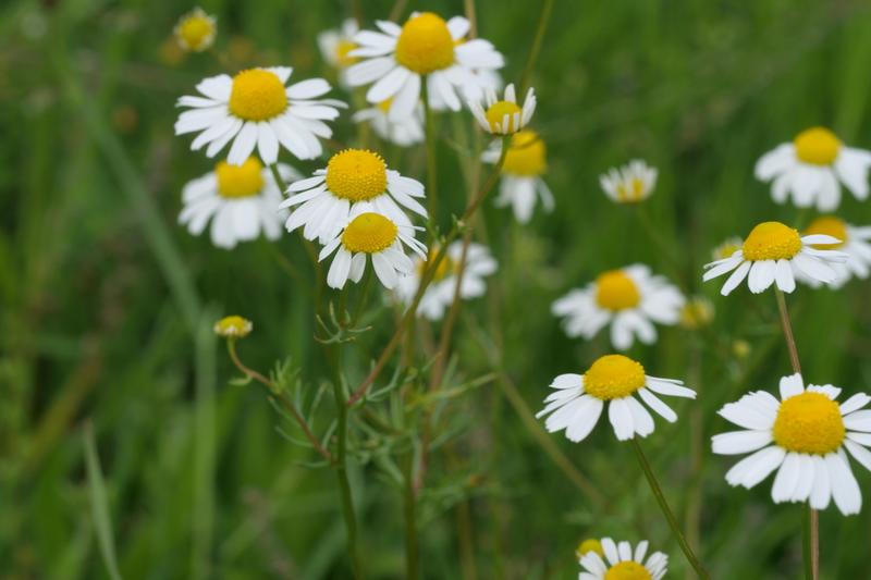 Chamomile is a delicate annual herb with feathery foliage and small, daisy-like white flowers with bright yellow centres