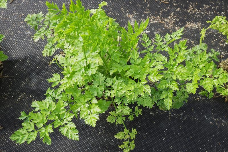 Chervil (Anthriscus cerefolium): Its lacy foliage and small white umbel flowers make it an attractive addition to herb borders and container displays