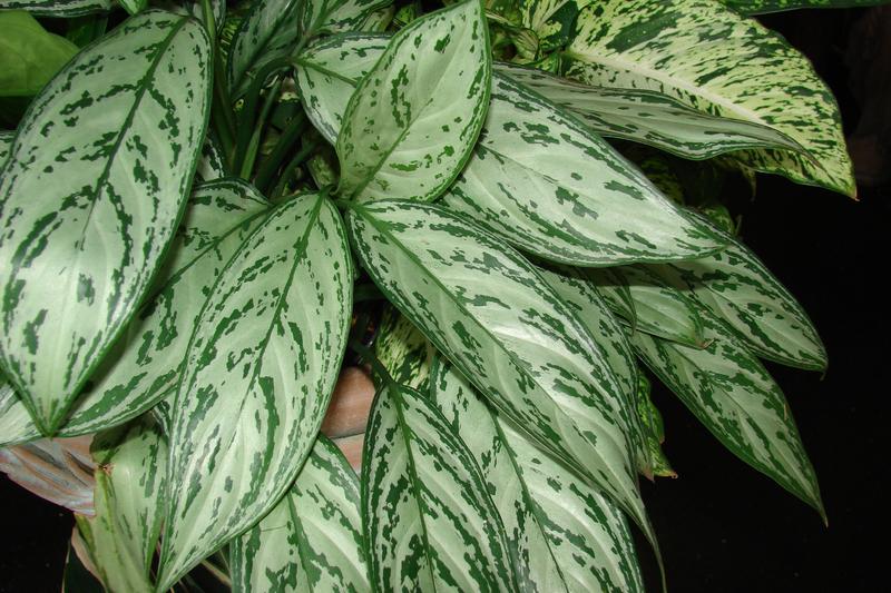 Chinese Evergreen is a popular tropical houseplant prized for its attractive, variegated foliage featuring silver-green patterns on broad