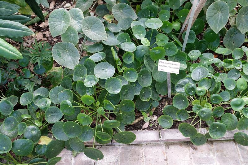 Chinese Money Plant (Pilea peperomioides): The Chinese Money Plant is a charming houseplant with distinctive round, coin-shaped leaves on delicate