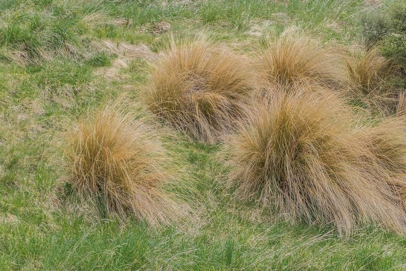 Red Tussock Grass is a striking evergreen ornamental grass native to New Zealand, forming dense clumps of arching, copper-red foliage that