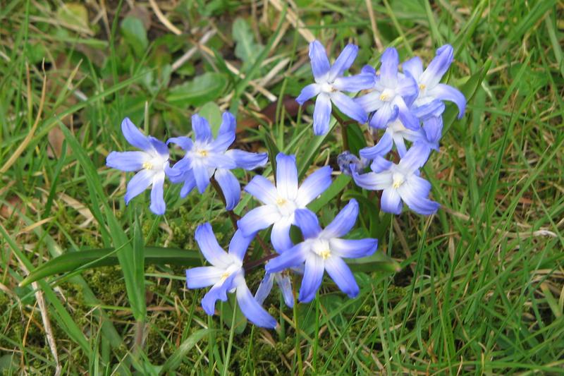 Chionodoxa (Chionodoxa forbesii): UK gardeners prize this diminutive bulb for naturalising under deciduous trees and shrubs, where it creates drifts