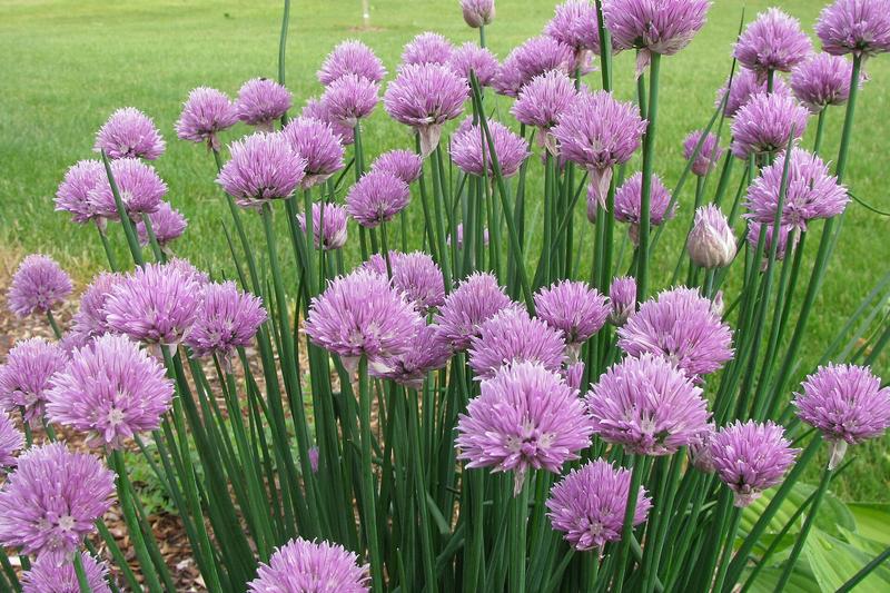 Chives (Allium schoenoprasum): In late spring and early summer, they produce attractive globe-shaped purple-pink flowers that are both edible and