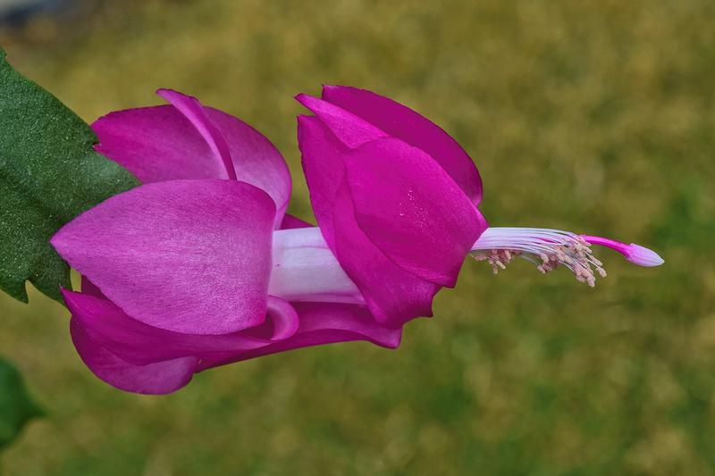 Christmas Cactus is a popular Brazilian epiphytic succulent prized for its spectacular tubular flowers that appear in shades of pink, red, white, and