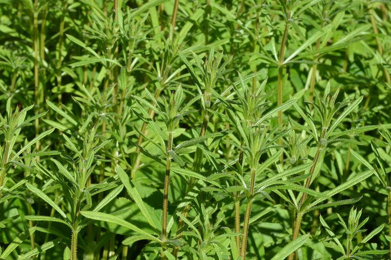 Cleavers (Galium aparine) growing in a natural setting