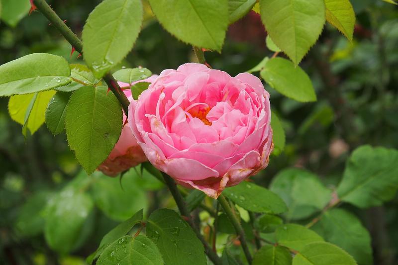 Climbing roses are vigorous, long-caned roses that produce spectacular displays of flowers on walls, fences, arches and pergolas throughout the