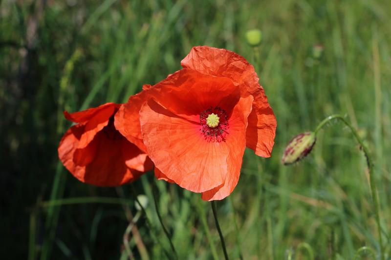 Common Poppy (Papaver rhoeas): UK gardeners grow it to create naturalistic meadows, attract pollinators, and add vibrant colour to cottage gardens