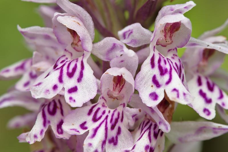 Common Spotted Orchid (Dactylorhiza fuchsii): Growing from tuberous roots, this hardy perennial reaches 15–60 cm tall and features lance-shaped