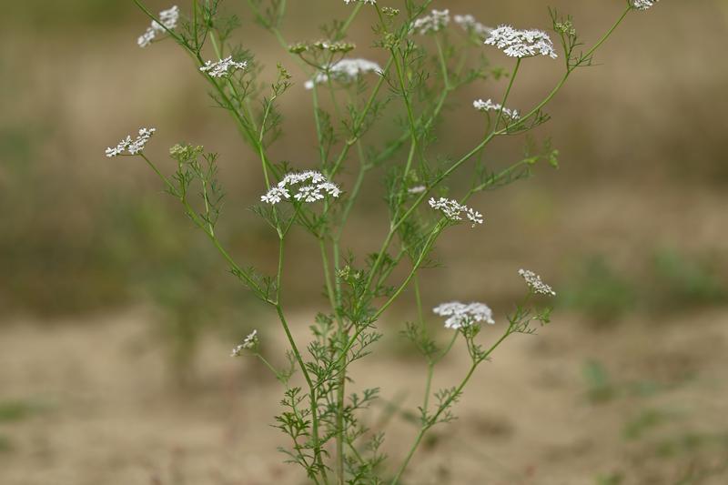 Coriander is a fast-growing annual herb native to the Mediterranean and Middle East, prized for its aromatic leaves and seeds