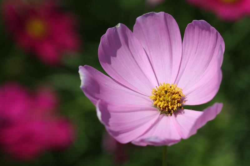 Cosmos are graceful half-hardy annuals beloved by UK gardeners for their delicate, daisy-like flowers in shades of pink, white, and crimson, held on