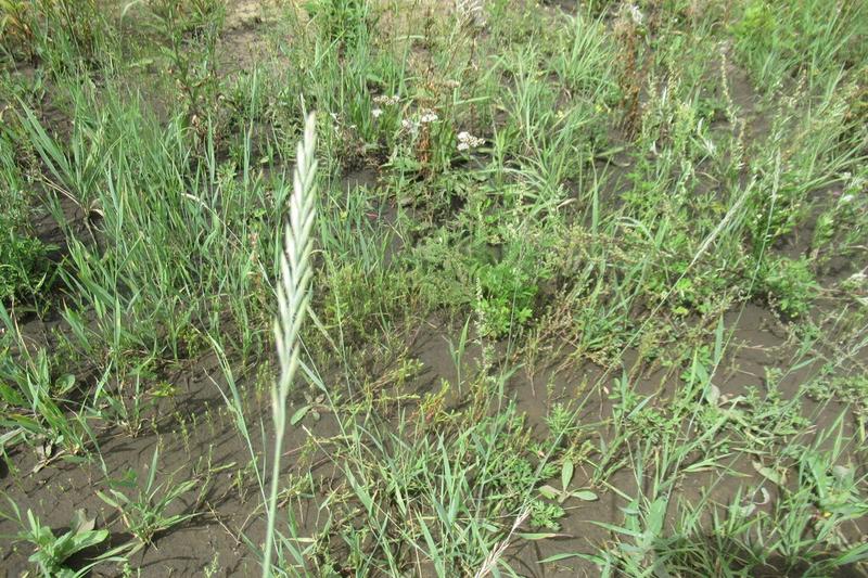 Couch Grass (Elymus repens) growing in a natural setting