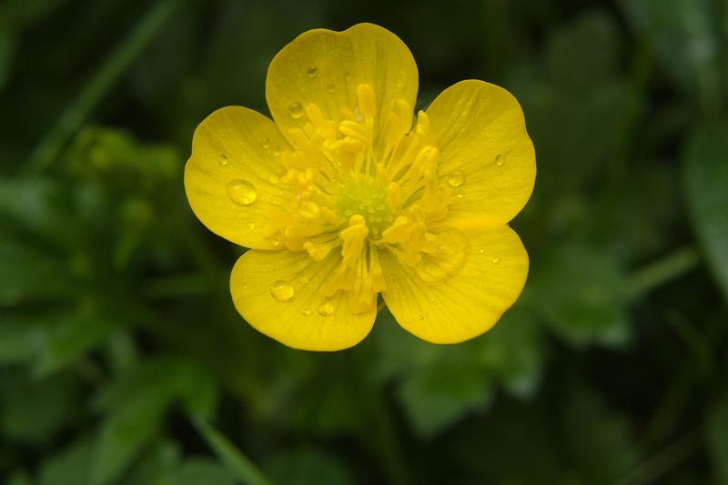 Creeping Buttercup (Ranunculus repens) growing in a natural setting