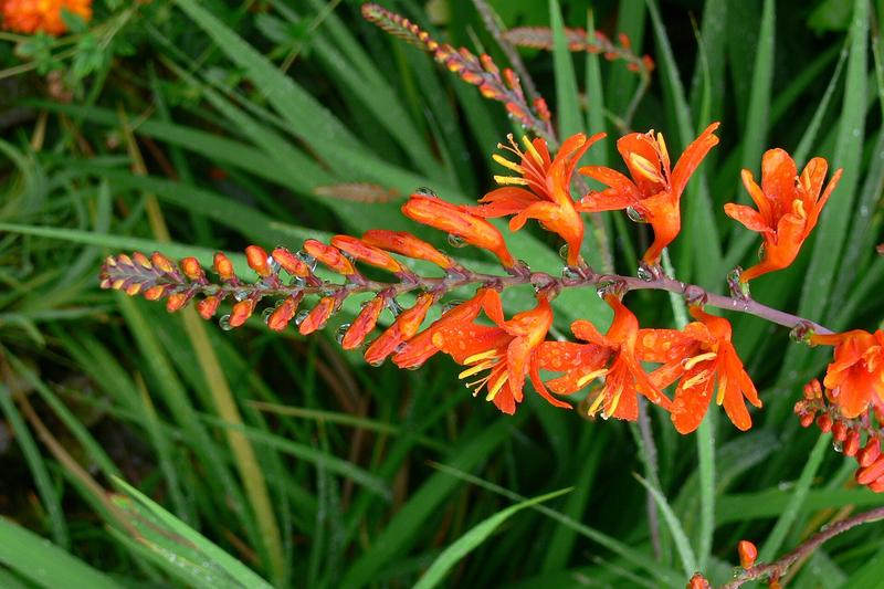 Crocosmia is a vibrant summer-flowering perennial beloved in British gardens for its arching sprays of fiery orange, red, or yellow blooms that