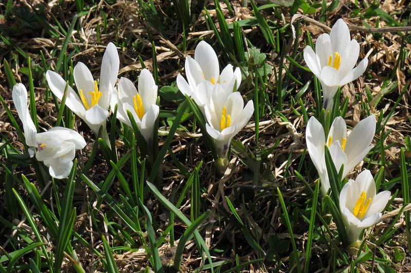 Crocus vernus, the Dutch crocus, is a beloved spring-flowering bulb that produces goblet-shaped blooms in shades of purple, white, yellow, and