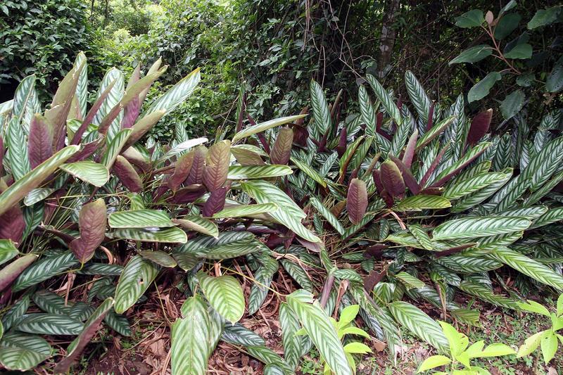 Ctenanthe is a striking Brazilian rainforest native prized for its dramatic foliage featuring bold cream and green stripes on the upper surface and