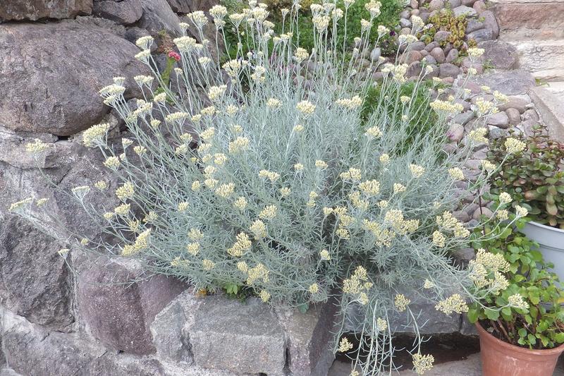 Curry Plant (Helichrysum italicum): The Curry Plant is an evergreen Mediterranean subshrub prized for its intensely aromatic, silvery-grey foliage