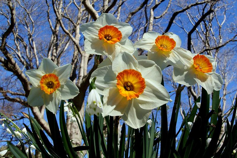 Daffodils are quintessential spring-flowering bulbs beloved across British gardens for their cheerful yellow, white, or bicoloured trumpet-shaped